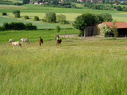 Pferde des Berghofes auf der Weide